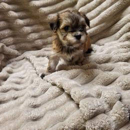 Buttercup - Chocolate sable female Havanese puppy in Salesville, Ohio from RiverLynn