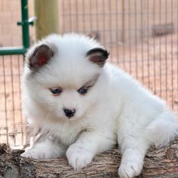 Icee - Merle female Pomsky puppy in Cave Creek, Arizona from Arizona Luxury Pomskies
