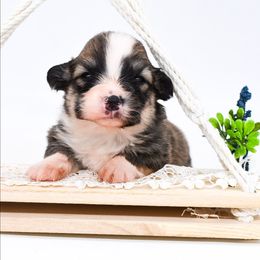 Parker - Sable male Pembroke Welsh Corgi puppy in San Antonio, Texas from Moxxi's Legacy Corgis