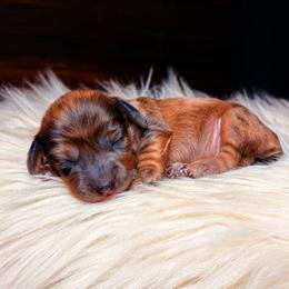 Archie - Dapple male Dachshund puppy in Washburn, Tennessee from Clinch Mountain Dachshunds