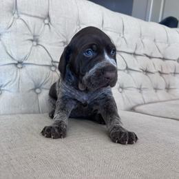 Shatzie - Liver roan female German Shorthaired Pointer puppy in Dugspur, Virginia from Pilgrims Trails Shorthairs