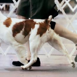 Brittanys and Russell Terriers from Falling Branch Terriers