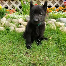 German Shepherd Puppies from Hamilton Pine Kennels