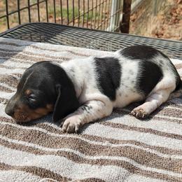 Masie - Piebald female Dachshund puppy in Perris, California from Doxie_pupps