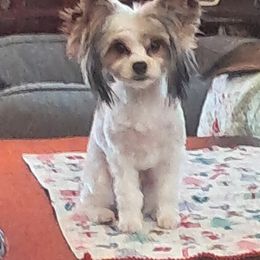 Yorkshire Terrier Puppies from Jackie's Yorkies