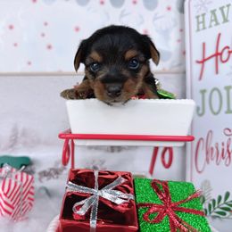 Teacup Joy - Black and tan female Yorkshire Terrier puppy in Lithonia, Georgia from Toy Yorkies Atlanta