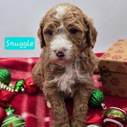 Snuggle - Apricot female Goldendoodle puppy in Neillsville, Wisconsin from Granton Creek