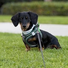 Milo - Black and tan male Dachshund puppy in Los Angeles, California from Dachshunds of the Desert