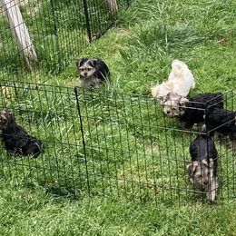 Maltese, Morkie, and Yorkshire Terrier Puppies from Mountain Top Hot Tailz