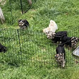 Maltese, Morkie, and Yorkshire Terrier Puppies from Mountain Top Hot Tailz