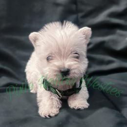 Green - White male West Highland White Terrier puppy in Cleveland Tx, Texas from Pixie Hollow Westies