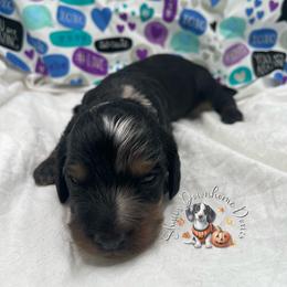 American Pit Bull Terrier and Dachshund Puppies from Shans Down Home Doxies