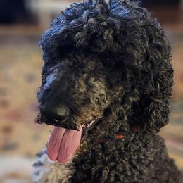 Fitz - Poodle