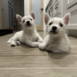West Highland White Terrier Puppies from De Leon Westies