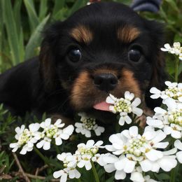 Cavalier King Charles Spaniel Puppies from Carter Woods Cavaliers
