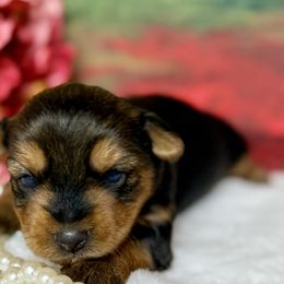 Yorkshire Terriers from More Than Family