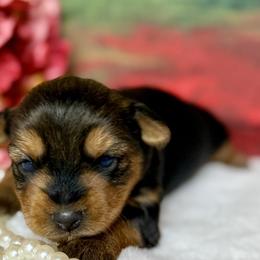 Yorkshire Terriers from More Than Family