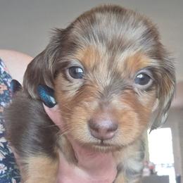 Ewok - Dapple male Dachshund puppy in Arizona from Tps Teeny Weins