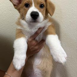 Male 1 - White and fawn male Pembroke Welsh Corgi puppy in Chula Vista, California from Adrian's Pembroke Welsh Corgis