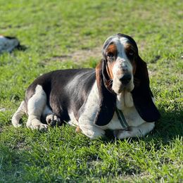 Angelica - Basset Hound