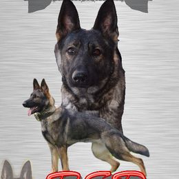 Red  - German Shepherd