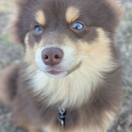 Lara - Tri-color Pomsky puppy in Temple, Texas from Lonestar Pomsky