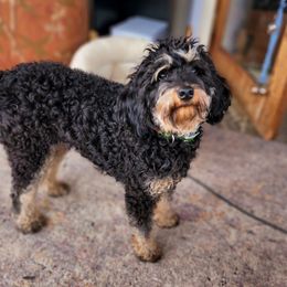 "Shiloh (Dam)" Assorted Doodle Crosses Puppies from Do Wah Diddy Doodles