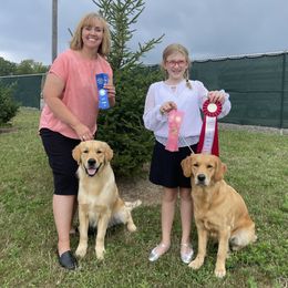 Golden Retriever All Grown Up from Sunridge Goldens