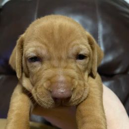 Vizsla Puppies from Kayla Peters' Vizslas