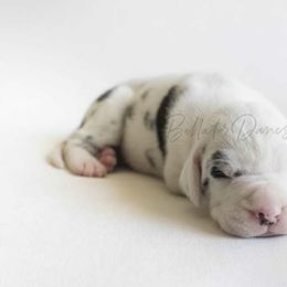 Dachshund and Great Dane Puppies from Bellator Danes & Mini Dachshunds