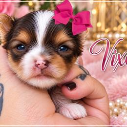 Vixen - Tan and white female Yorkshire Terrier puppy in Warren, Michigan from Danielle's Yorkie Babies