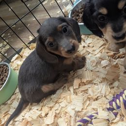 Guacamole - Blue and tan male Dachshund puppy in Spring Hope, North Carolina from Hogan’s Lowrider Hounds