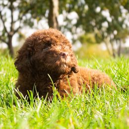 Gaston - Brown male Lagotto Romagnolo puppy in North Barrington, Illinois from Lagotto Illinois