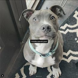 American Bully Puppies from Superstes Guard