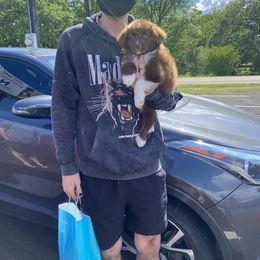 Miniature Australian Shepherd Puppies from Circle D Miniature Australian Shepherds