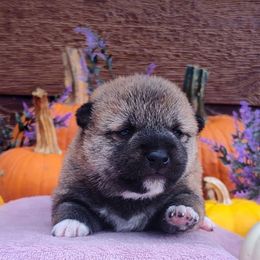Rusty - Red male Shiba Inu puppy in Clayton, Illinois from Adorable-Puppies