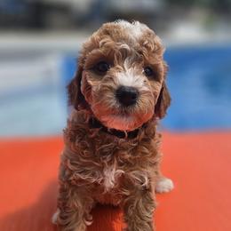 Goldendoodle Puppies from Wurster's Mini Wee Doodles