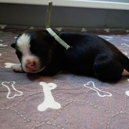 Jade (teal) - Black tri-color female Australian Shepherd puppy in Okeechobee, Florida from Rothsolid Puppies