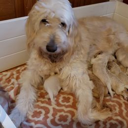 Goldendoodle Puppies from Toneytails Doodles