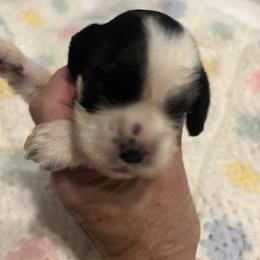 Mars - Black and white male Cocker Spaniel puppy in Sautee Nacoochee, Georgia from Candy's Cockers