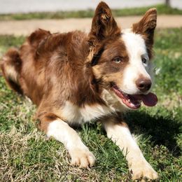 Border Collies from Chappell Breeding