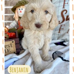 Benjamin - Cream male Goldendoodle puppy in Caddo Mills, Texas from Fire Wife Doodles