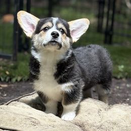 Ella Langley - Black and tan female Pembroke Welsh Corgi puppy in Morgan, Texas from The Corgi Nest