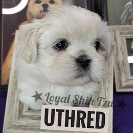 Uthred - Sable and white male Shih Tzu puppy in Peoria, Arizona from Loyal Shih Tzu