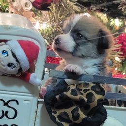 Leopard bandana girl - Red female Pembroke Welsh Corgi puppy in Cherokee, Oklahoma from MCS Farms-OK