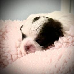 Keagan - Tricolor female Shih Tzu puppy in Tallahassee, Florida from Bows and Bow Ties