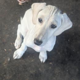 Saluki Puppies from Sahar Paz Salukis
