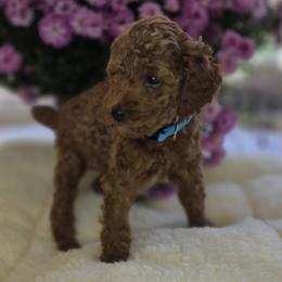 Male: Blue Collar - Red  male Poodle puppy in Spotsylvania, Virginia from Sweet Honey Poodles of Virginia