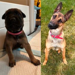 Omen - Fawn sable female Belgian Malinois puppy in Dewy Rose, Georgia from Rolling G Kennels