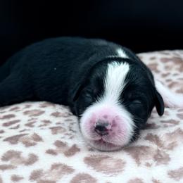 Boy 1 - Black tri male Miniature Australian Shepherd puppy in Arcadia, Indiana from Sunset Cowgirl Mini Aussies